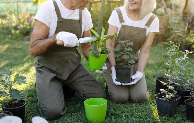 Älteres Ehepaar, das Blumen umpflanzt und gemeinsam auf dem Land im Garten arbeitet und sich um die Pflege freut