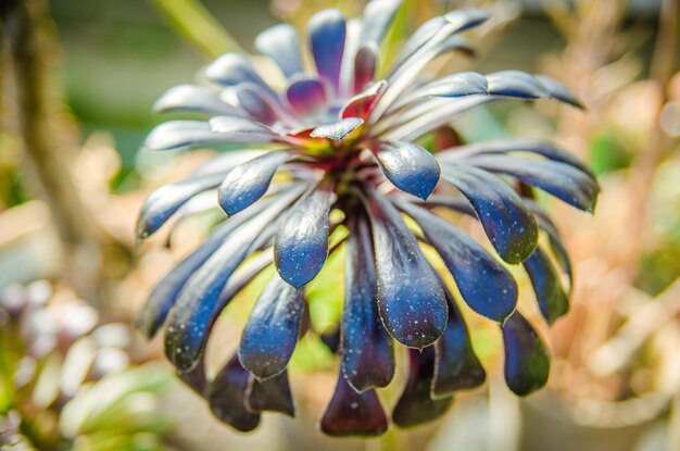 Aeonium arboreum var atropurpureum f nigrum Schwarzkopf con rosetas