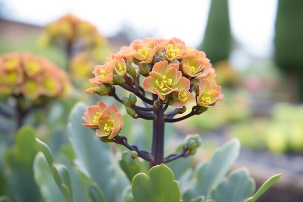 Aeonium arboreum zwartkop rosa negra a plena luz del sol