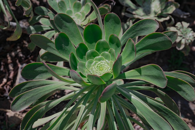 Aeonium ciliatum, endemische Blütenpflanze der Insel Teneriffa, mit grünen, saftigen Blättern