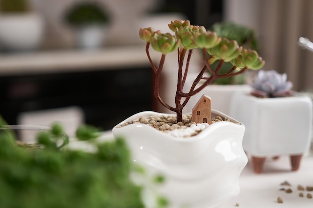 Aeonium-Grüntee-Sukkulente im weißen Keramiktopf mit dekorativem Häuschen