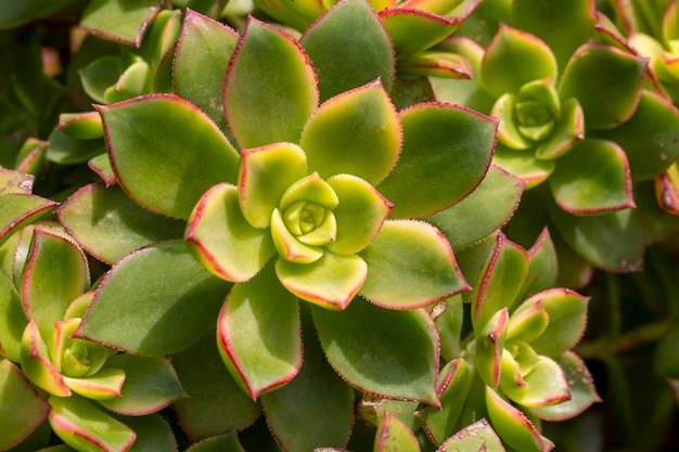 Aeonium haworthii 'Dream Color', allgemein bekannt als Kiwi Aeonium, hat hellgrüne, cremefarbene und rote Farbtöne.