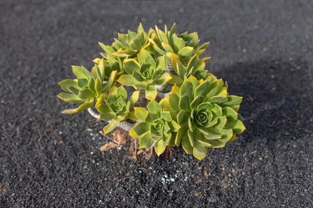 Aeonium lancerottense sobre fondo negro