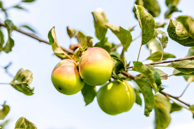 Äpfel auf einem Ast