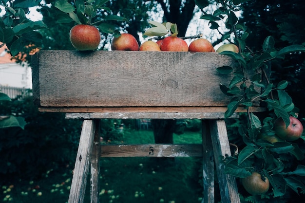 Foto Äpfel in holzbehältern gegen bäume im obstgarten