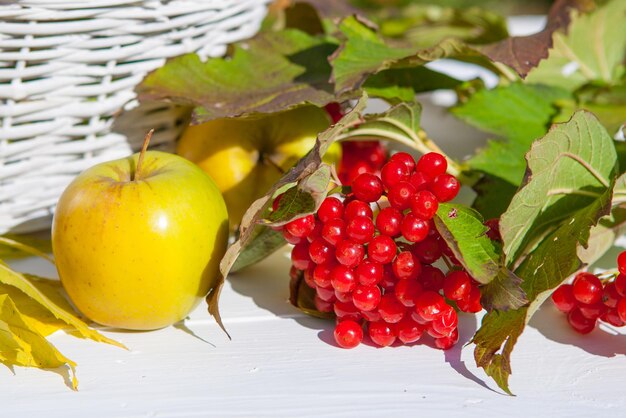 Foto Äpfel und roter viburnum