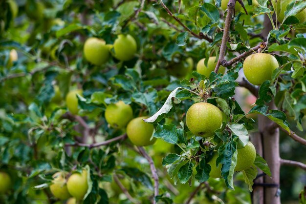 Foto Äpfelbäume in merano, italien