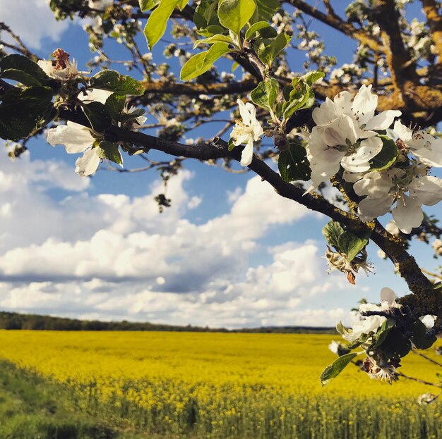 Foto Äpfelblüten im frühling