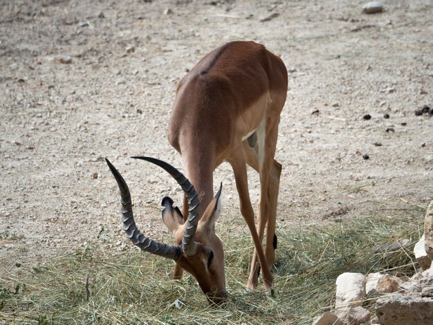 Aepyceros melampus - impala come paja en un entorno de grava