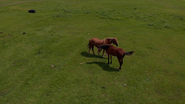 Aérea sobre dois dos cavalos selvagens na natureza de campos selvagens através do prado. criação de cavalos, ecologia, equitação, conceito de poder de exploração. um cavalo doméstico marrom pastando em um prado em um dia ensolarado de primavera