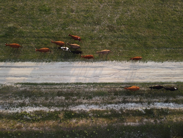 Aéreo sobrevoando um pequeno rebanho de vacas de gado caminhando uniformemente pela estrada agrícola na colina negra