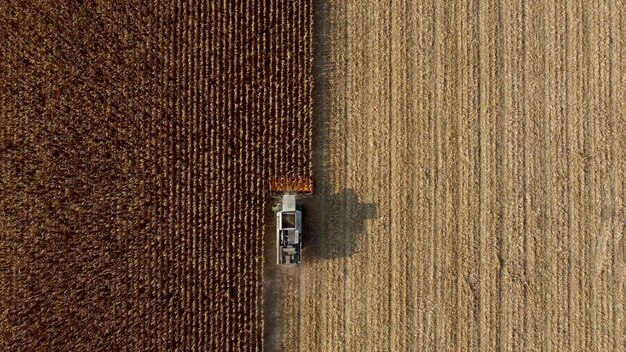 Aerial Drone View Flug über Mähdrescher, der an einem Herbsttag Trockenmais auf dem Feld erntet. Draufsicht auf Erntemaschinen, die im Maisfeld arbeiten. Ernte, landwirtschaftliche und landwirtschaftliche Arbeiten, Landwirtschaft
