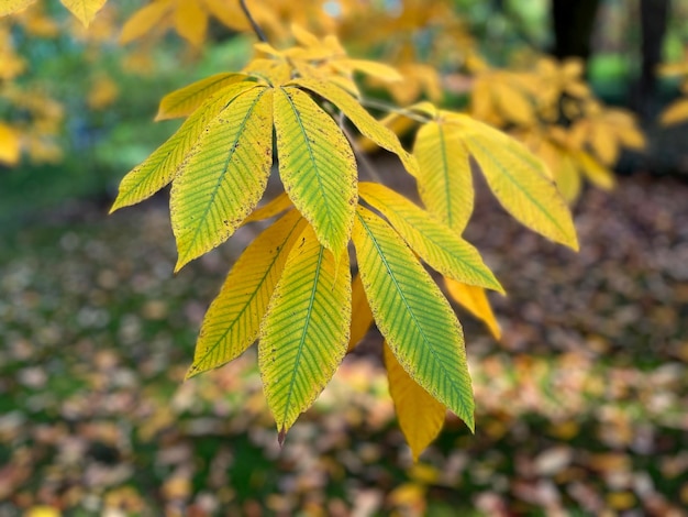 Aesculus flava, buckeye amarillo, buckeye común o buckeye dulce es una especie de árbol caducifolio