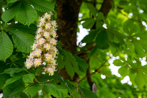 Aesculus hippocastanumblossom de castanha-da-índia ou árvore de conker primavera