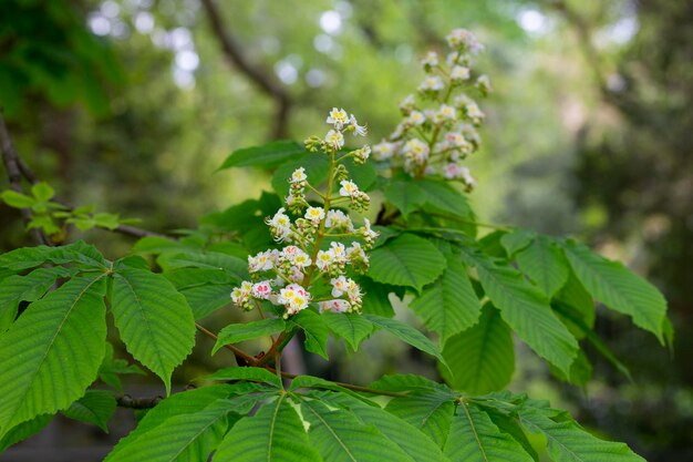 Aesculus hippocastanumblossom der Rosskastanie oder Conker Tree Frühling