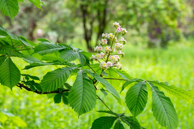 Aesculus hippocastanumblossom der Rosskastanie oder Conker Tree Frühling