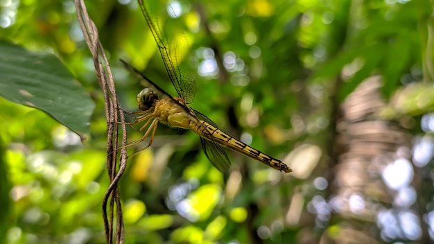 Foto aeshna isoceles ou greeneyed hawker é uma pequena libélula hawker encontrada na europa