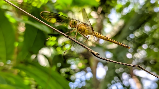 Aeshna isoceles ou greeneyed hawker é uma pequena libélula hawker encontrada na Europa