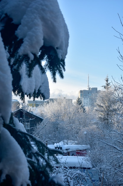 Äste im Winter eingefroren