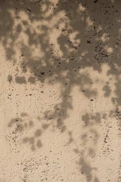 Ästhetische Blumenschatten im Sonnenlicht Blumenschattenbild auf neutralem beige Hintergrund