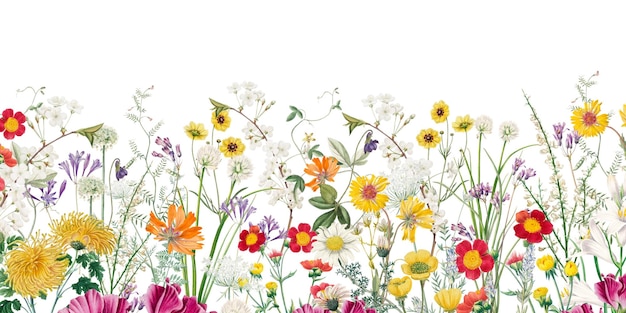 Ästhetisches Blumenfeld png-Rand durchsichtiger Hintergrund