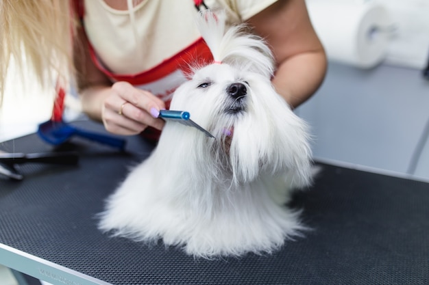 Afeitadora femenina cepillando un perro maltés en el salón de aseo.