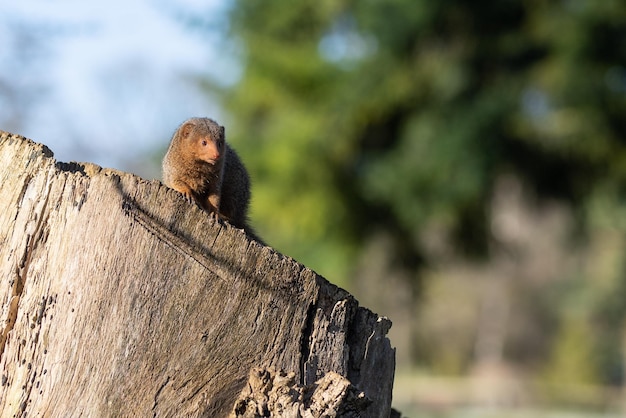 Foto affe auf einem baum