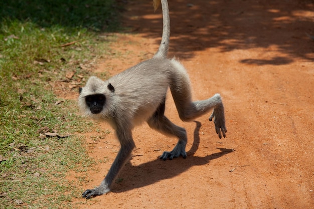 Affe auf Sri Lanka