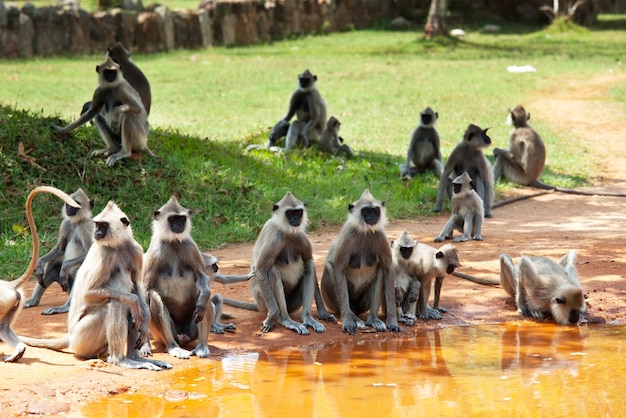 Affe auf Sri Lanka