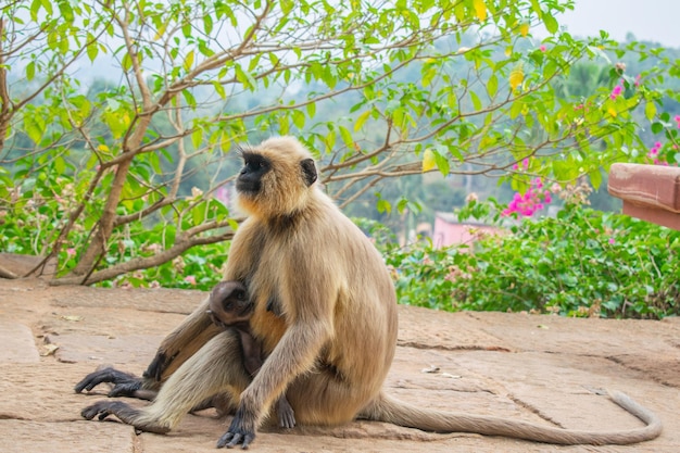 Affe, der an der Touristenortöffentlichkeit sitzt, die vorbeigeht