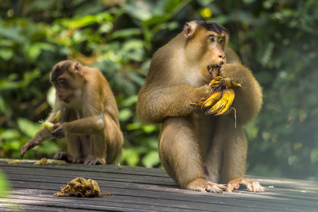 Affe, der Bananen isst