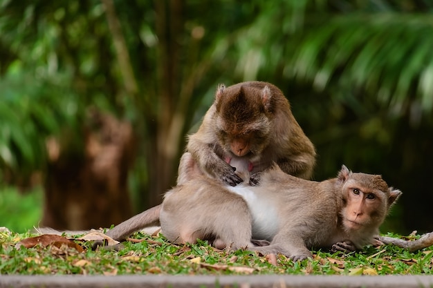 Affe, der in der Natur sitzt