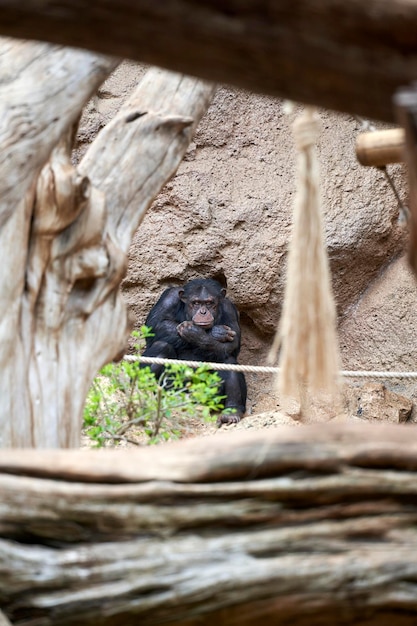 Affe, der sich im wilden Wald entspannt