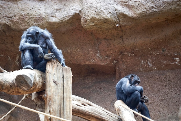 Affe, der sich im wilden Wald entspannt