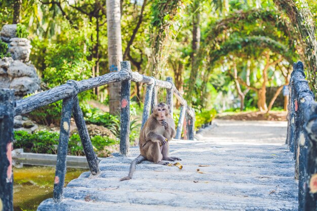 Affe, die eine Banane in einem tropischen Garten isst