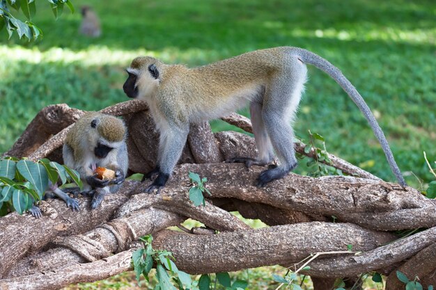 Affe, die eine Fruchtmahlzeit im Gras hat