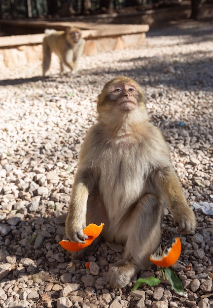 Affe, die Mandarine isst.