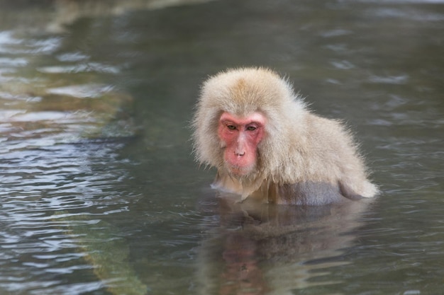 Affe genießt Onsen auf Japanisch