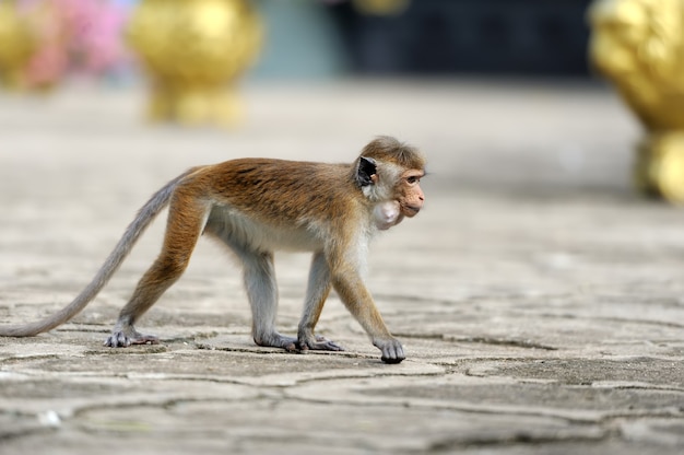 Affe in der lebendigen Natur