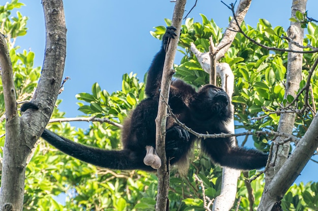 Affe in einem Baum