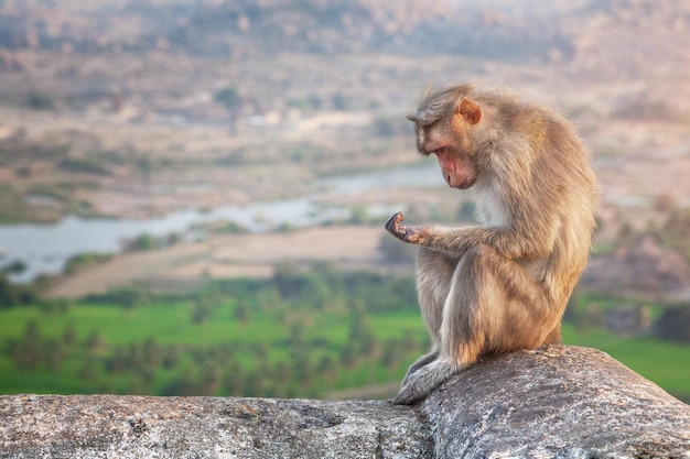 Affe in Hampi