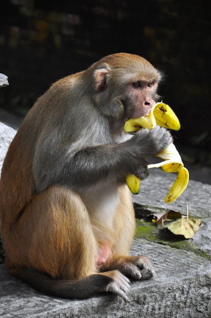 Affe isst Bananen im Tempel