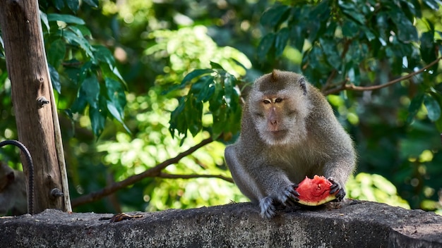 Affe isst Wassermelone. Koh Pangan, Thailand.