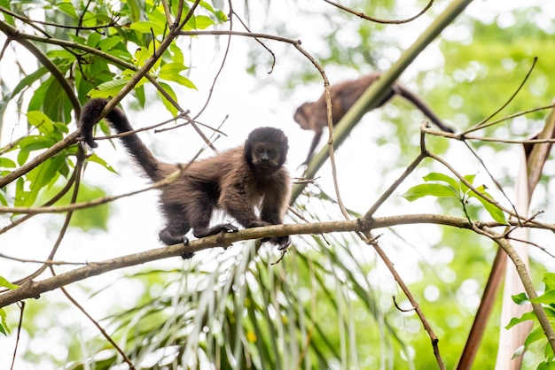 Affe Kapuzineraffen in einem Wald in Brasilien zwischen Bäumen mit selektivem Fokus auf natürliches Licht