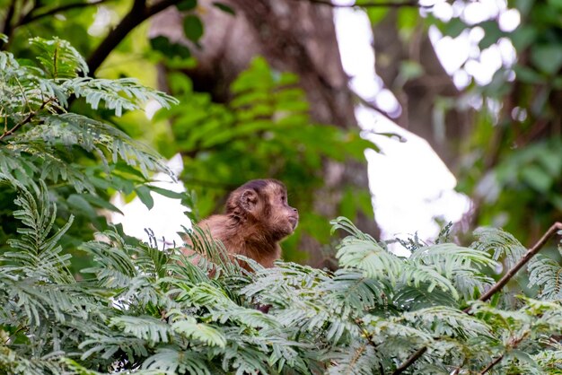 Affe Kapuzineraffen in einem Wald in Brasilien zwischen Bäumen mit selektivem Fokus auf natürliches Licht