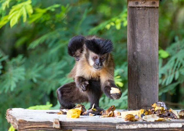 Affe Kapuzineraffen in einer ländlichen Gegend in Brasilien, die sich von Früchten ernähren, natürliches Licht, selektiver Fokus