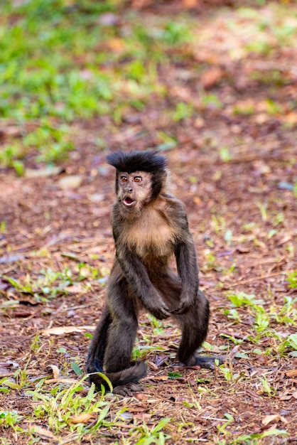 Affe Kapuzineraffen in einer ländlichen Gegend in Brasilien lose auf dem Boden natürlichen Licht selektiven Fokus