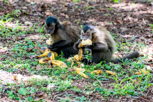 Affe Kapuzineraffen in einer ländlichen Gegend in Brasilien lose auf dem Boden natürlichen Licht selektiven Fokus