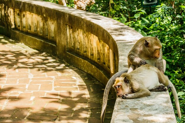 Affe lebt in einem natürlichen Wald von Thailand.