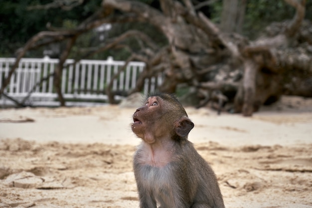 Affe mit Überraschungsgesicht auf einem Strand